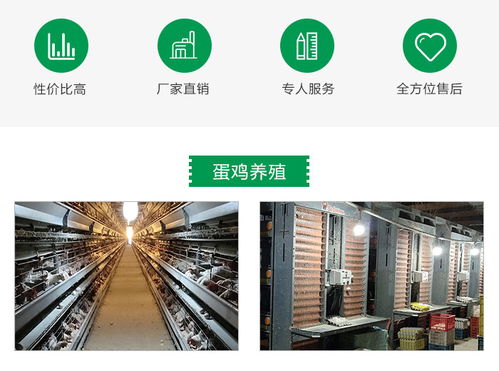 京山德风牧业科技 专业雏鸡养殖与全方位技术咨询